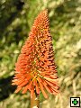 thn_NZ leden-unor 2006 012.jpg